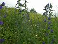 echium - erba viperina